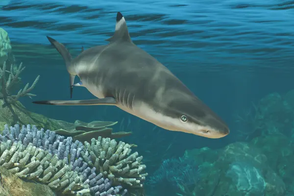 Blacktip Reef Shark in Frontier’s official Planet Zoo 2 Zoopedia image