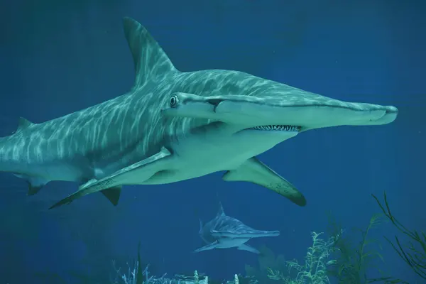 Great Hammerhead in Frontier’s official Planet Zoo 2 Zoopedia image