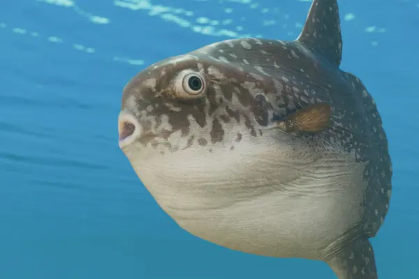 Ocean Sunfish in Frontier’s official Planet Zoo 2 Zoopedia image