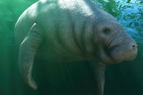 West Indian Manatee in Frontier’s official Planet Zoo 2 Zoopedia image